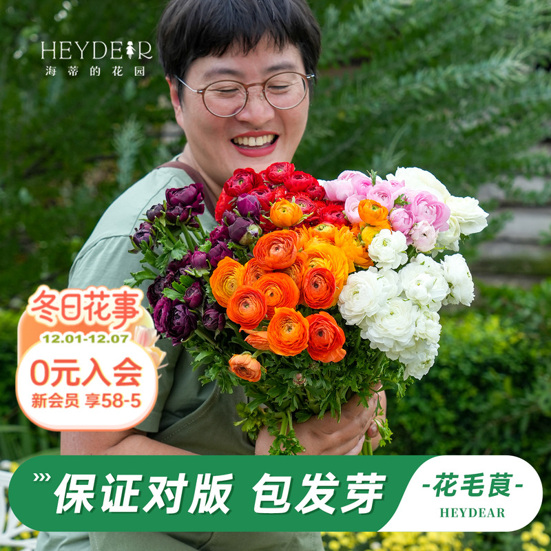 花毛茛进口种球花色丰富