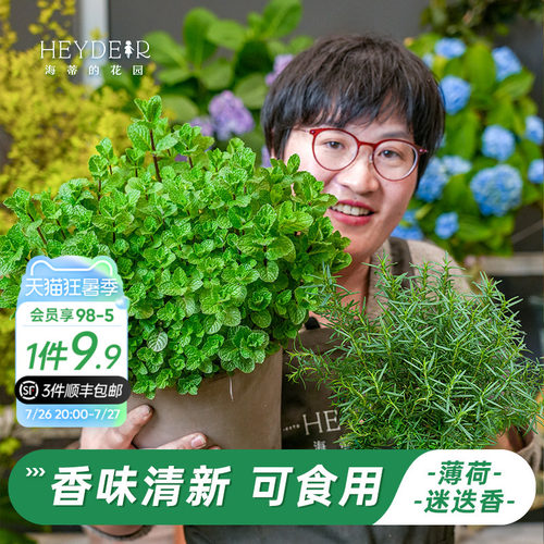 牛排用迷迭香盆栽可食用薄荷苗