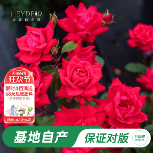 海蒂的花园旗舰店红色重瓣绝代佳人月季花苗阳台庭院多年生花卉