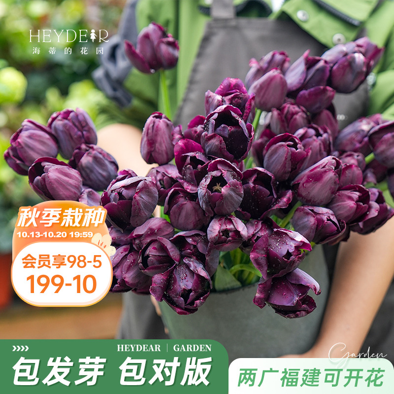 海蒂的花园旗舰店郁金香5度球阳台庭院花卉绿植盆栽裸球植物预售