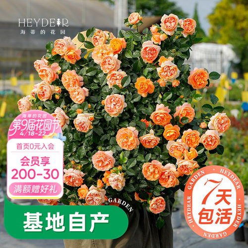 海蒂的花园旗舰店月季庭院阳台多季开花果汁阳台盆栽苗基地直发 - 封面