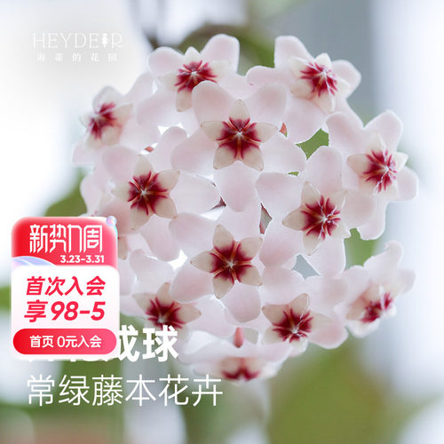 球兰耐阴开花植物花卉