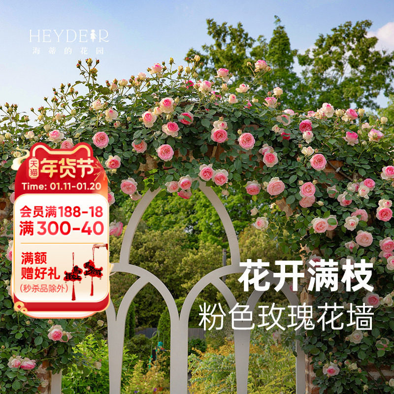 海蒂的花园旗舰店粉色龙沙宝石月季花苗爬藤植物盆栽庭院蔷薇花苗,鲜花速递/花卉仿真/绿植园艺,月季/蔷薇/玫瑰,淘宝优惠券,粉丝福利购,淘宝优惠卷