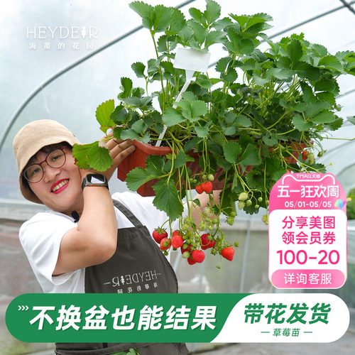 特大号草莓，不换盆就能结果