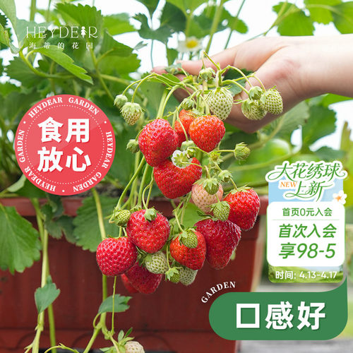 基地自产草莓苗安全可口