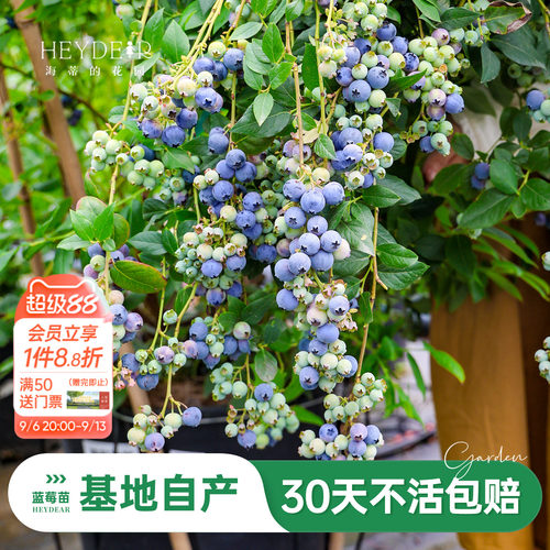 蓝莓苗当年可结果原盆原土发货