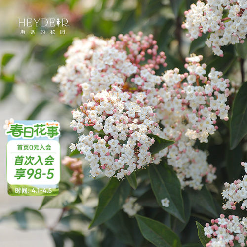 花期超长冬季开花荚蒾常绿多年生