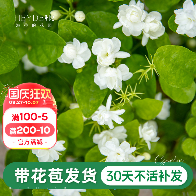 带花苞茉莉花30天养死包赔