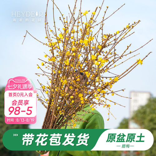 海蒂的花园腊梅花苗易活好养
