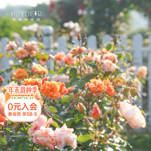 四季 龙舌兰酒直立月季 开花阳台灌木花卉植物盆栽花苗 花园 海蒂