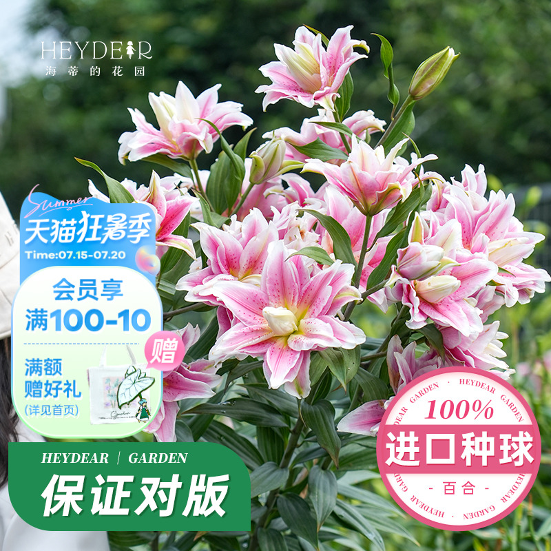 进口百合种球易养易开花