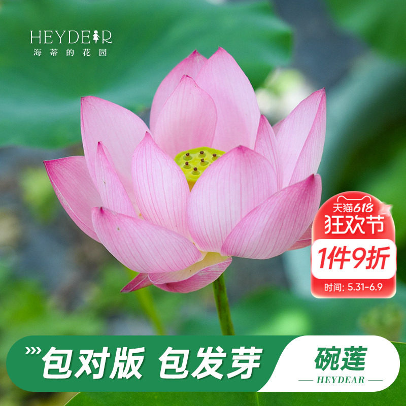 海蒂的花园旗舰店碗莲种藕苗水培植物莲花荷花苗庭院花卉盆栽裸藕