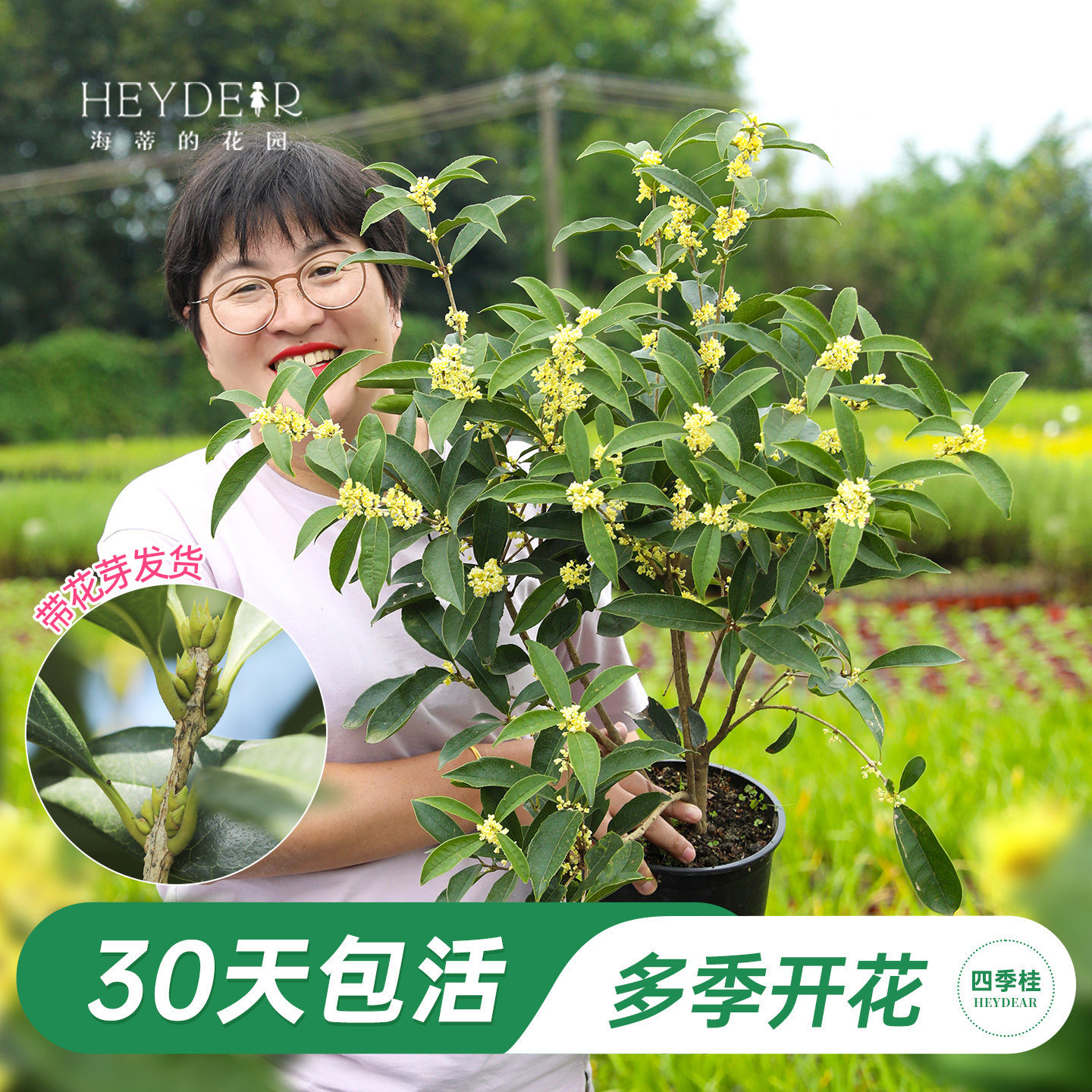 海妈家多季节开花桂花盆栽图片