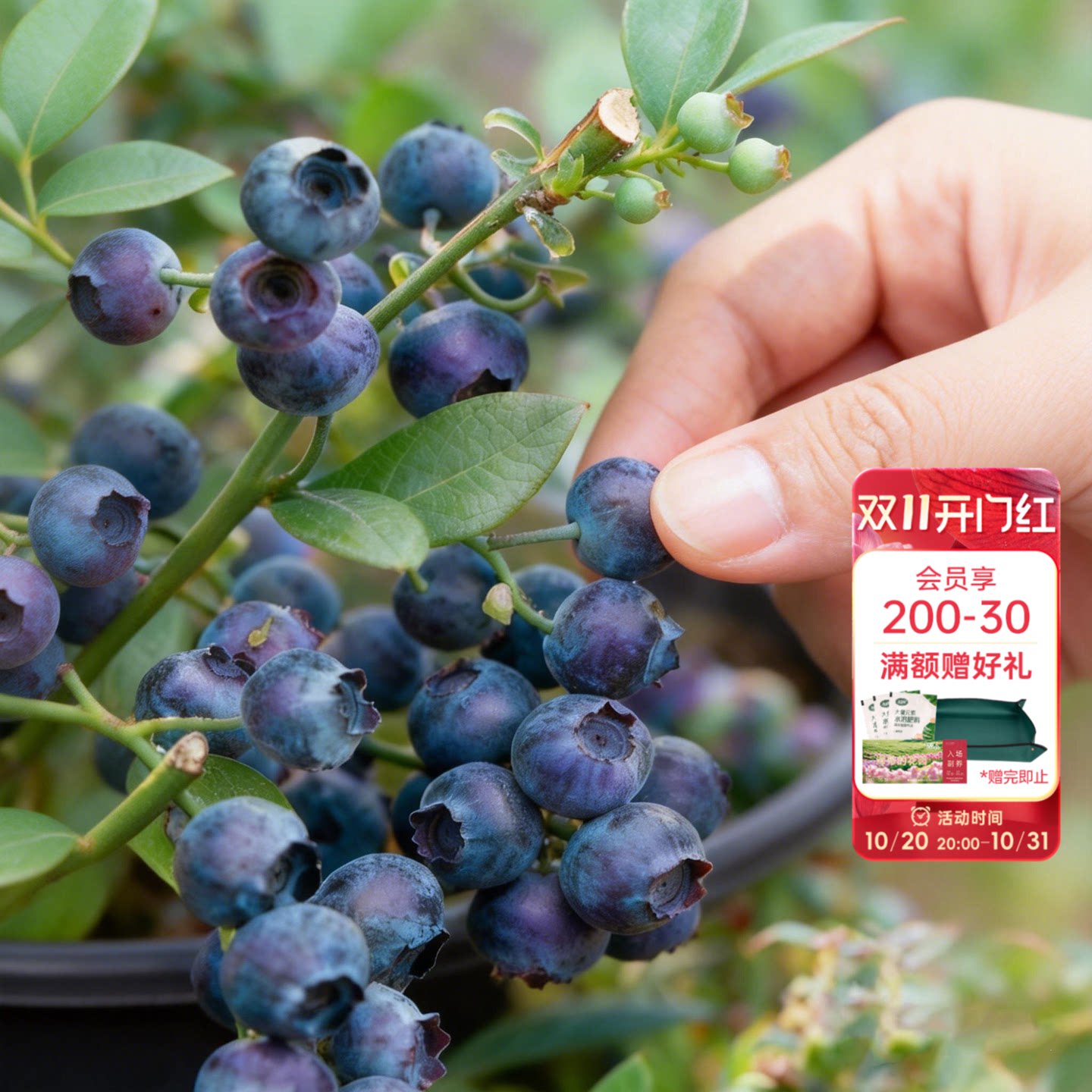 海蒂的花园旗舰店蓝莓树果苗北方可种绿植庭院盆栽蓝莓树果苗阳台