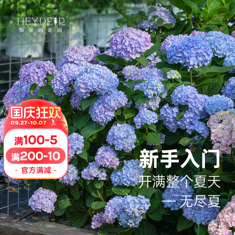 海蒂的花园无尽夏绣球盆栽