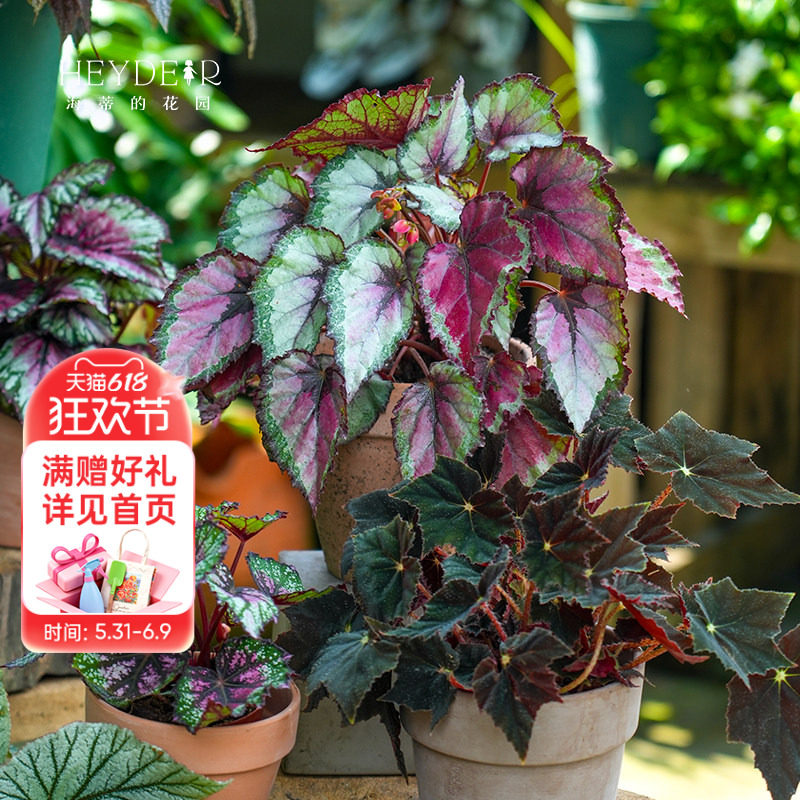 海蒂的花园旗舰店秋海棠绿植室内盆栽桌面绿植花卉办公室植物苗