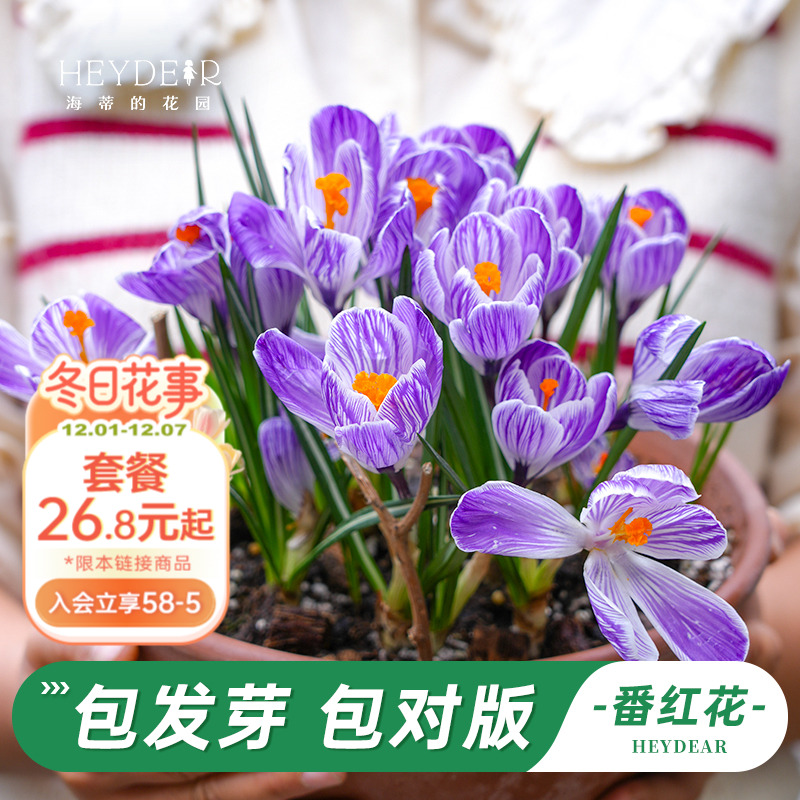 多年生番红花好养球根花卉