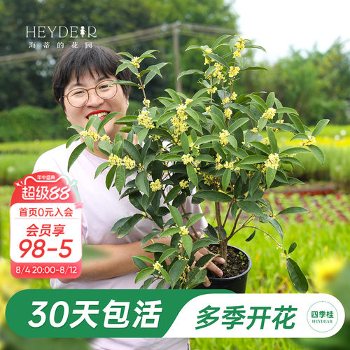 海妈家多季节开花桂花盆栽