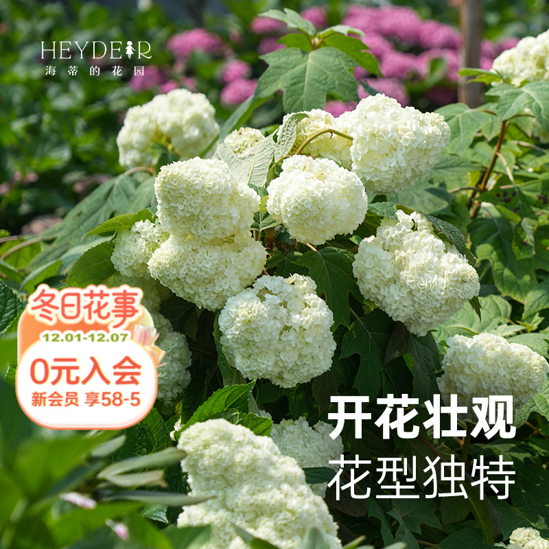 栎叶绣球观花观叶开花壮观