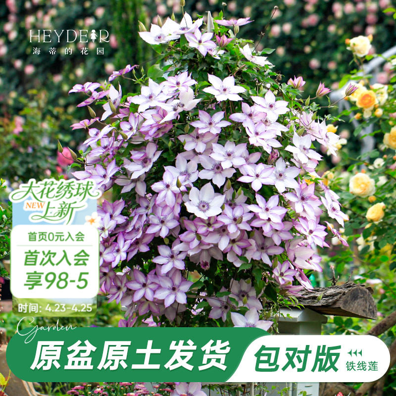 海蒂的花园旗舰店铁线莲花卉盆栽苗乌托邦银币爬藤植物阳台庭院