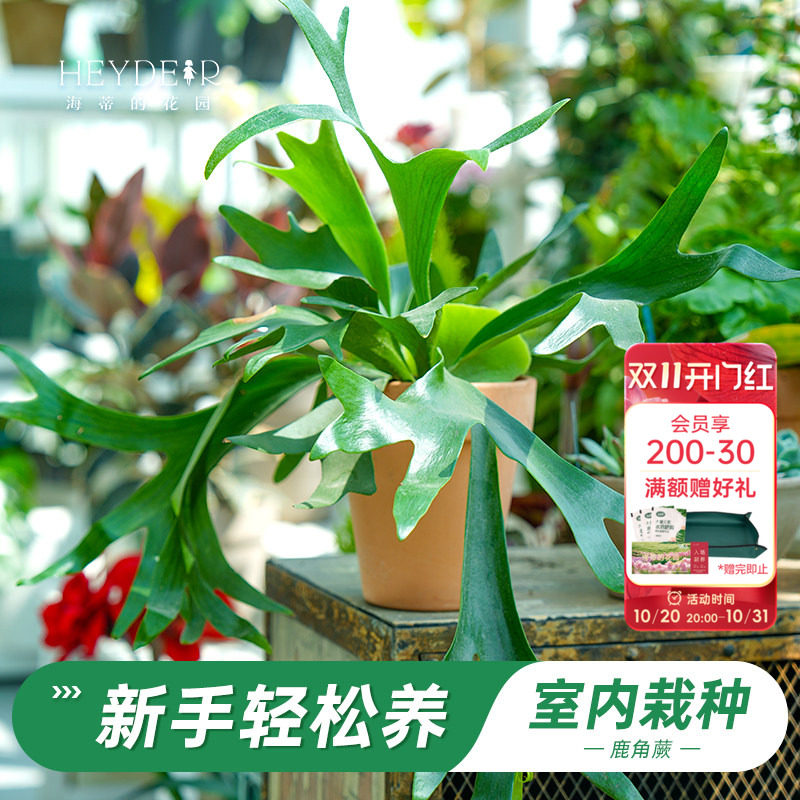 海蒂的花园旗舰店鹿角蕨绿植盆栽室内花卉植物客厅办公室桌面绿植