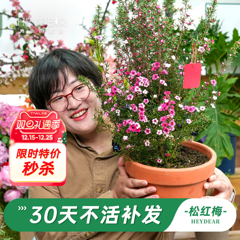 海蒂的花园旗舰店松红梅盆栽花卉苗耐寒冬季阳台庭院开花植物盆栽
