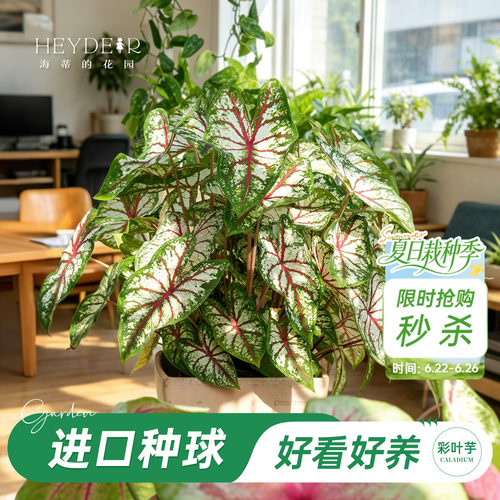 好种易发芽室内可栽种