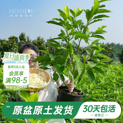 当年开花黄角兰树苗四季观叶好养