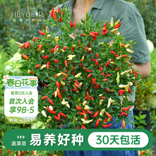 水果黄瓜辣椒家庭阳台种植盆栽苗