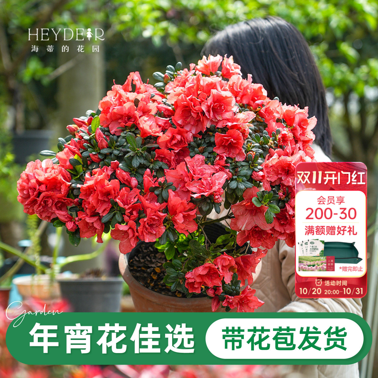 海蒂的花园旗舰店杜鹃花盆栽苗带花苞灌木阳台庭院耐阴花卉植物