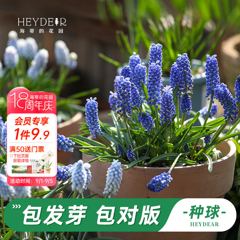 葡萄风信子海蒂的花园图片