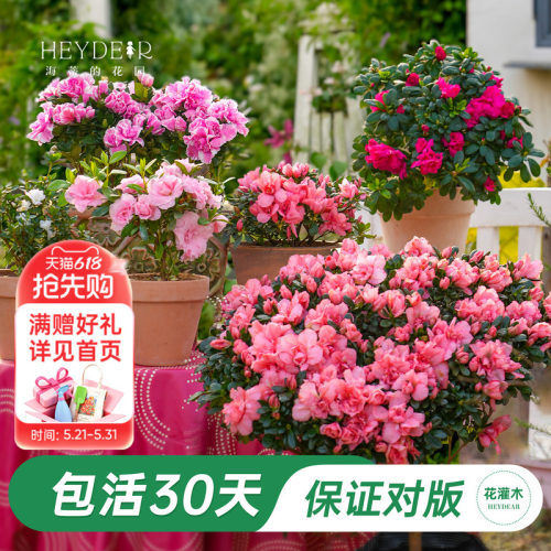 杜鹃茶花冬季开花花灌木