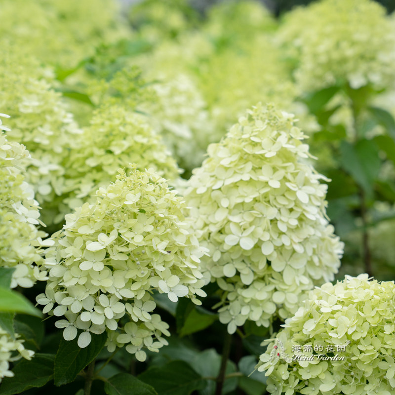 海蒂的花园 北极熊圆锥绣球花室外庭院露台盆栽花卉植物绣球花苗