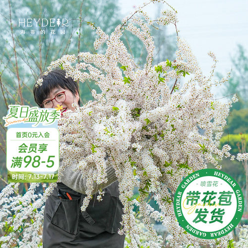 海妈家雪柳盆栽带花苞发货
