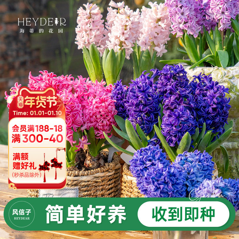 海蒂的花园旗舰店风信子种球球根阳台盆栽地栽水培花卉植物