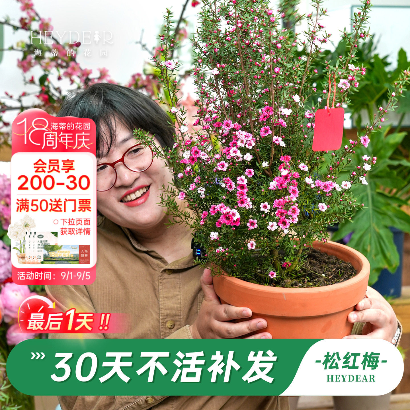 海蒂的花园旗舰店松红梅盆栽花卉苗耐寒冬季阳台庭院开花植物盆栽