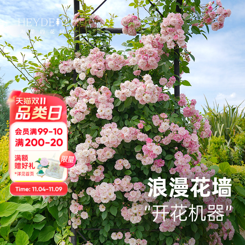 苹果花爬藤月季春季花量大颜色美
