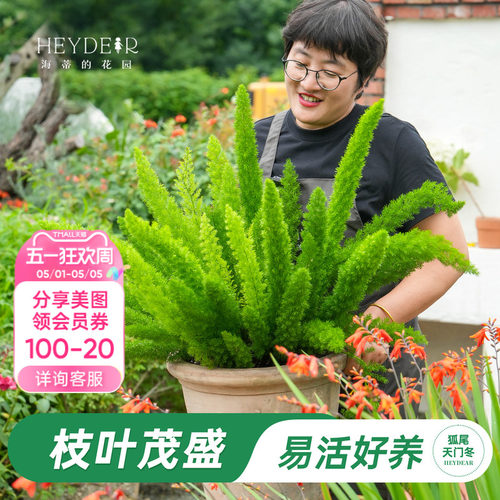 狐尾天门冬常绿观叶植物庭院盆栽