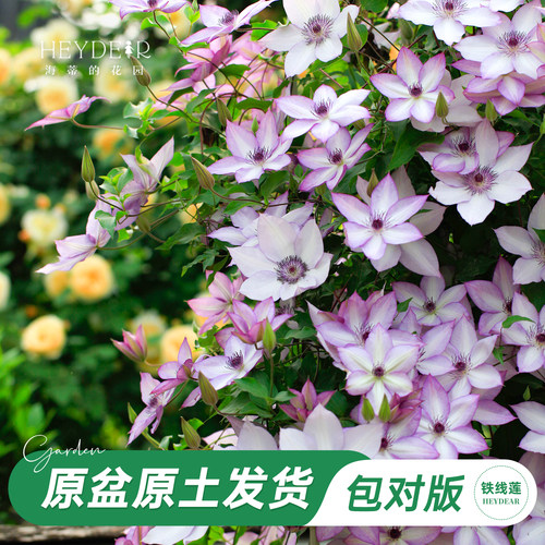 海蒂的花园旗舰店铁线莲苗花园阳台花卉铁线莲花柱盆栽苗庭院可种