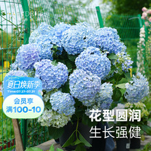 海蒂的花园旗舰店大花绣球花苗无尽夏大海蓝阳台庭院花卉盆栽植物