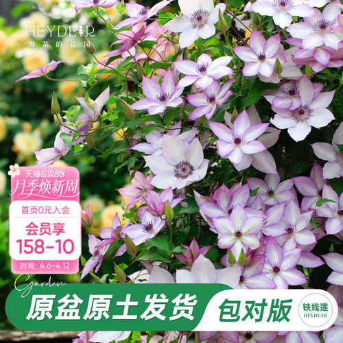 海蒂的花园旗舰店铁线莲苗花园阳台花卉铁线莲花柱盆栽苗庭院可种