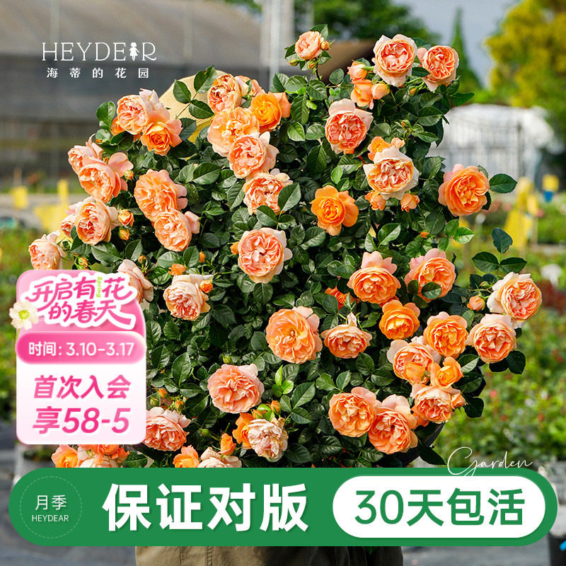 海蒂的花园旗舰店月季花苗盆栽果汁阳台小苗爬藤花卉植物阳台庭院