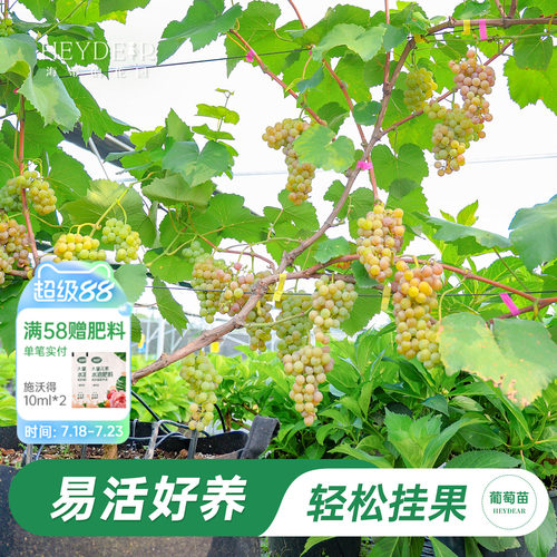 海蒂的花园葡萄苗包对版可结果