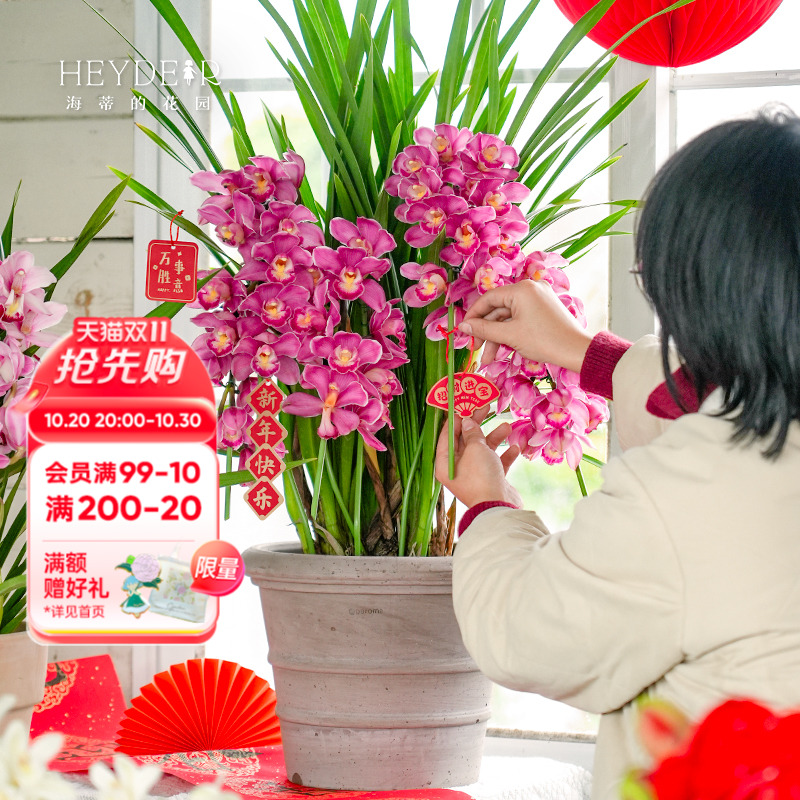 海蒂的花园墨兰杂交兰室内花卉