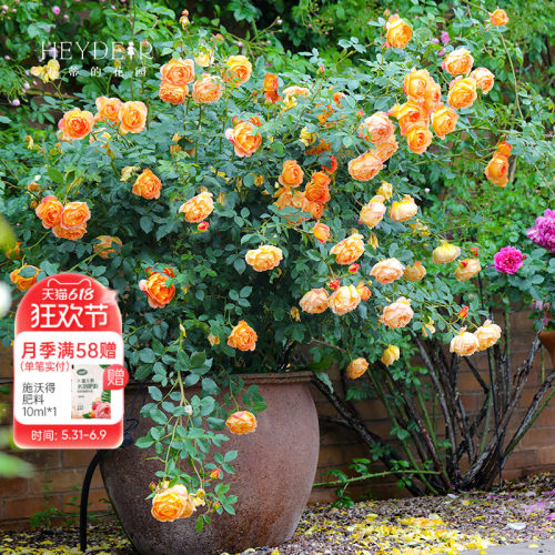 海蒂的花园夏洛特夫人阳台花卉