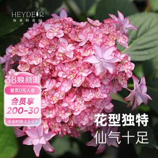 海蒂的花园 女儿节重瓣大花绣球花八仙花阳台庭院耐阴花卉盆栽苗