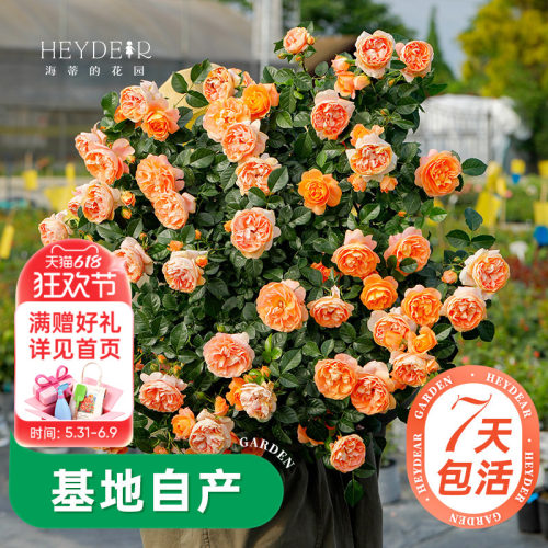 海蒂的花园月季多季开花带苞发货