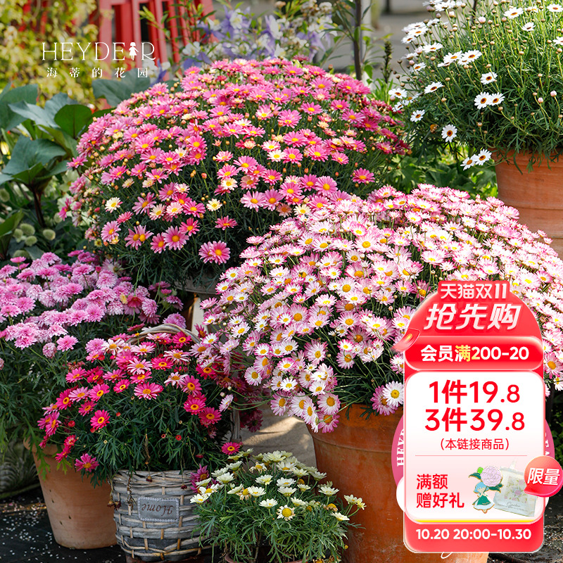 耐热耐寒草花全国均可栽种