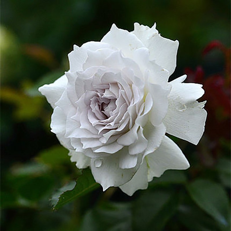 海蒂的花园百利天使灌木月季浓香