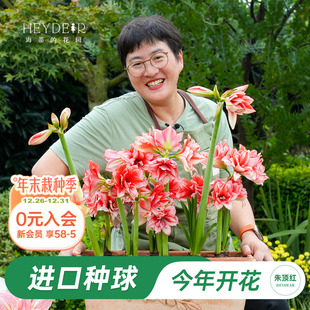 海蒂 花园旗舰店朱顶红种球重瓣阿弗雷进口开花球花卉植物室内花